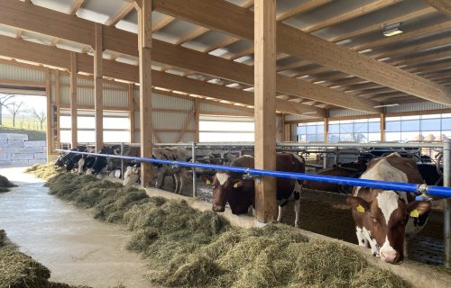 Kühe in einem geräumigen Stall mit Holzbalken und Metalldach, die Heu fressen, das auf dem Boden verstreut ist. Der Stall ist gut beleuchtet, und die Kühe sind meist braun und weiß und fressen ruhig in ihren dafür vorgesehenen Ställen.